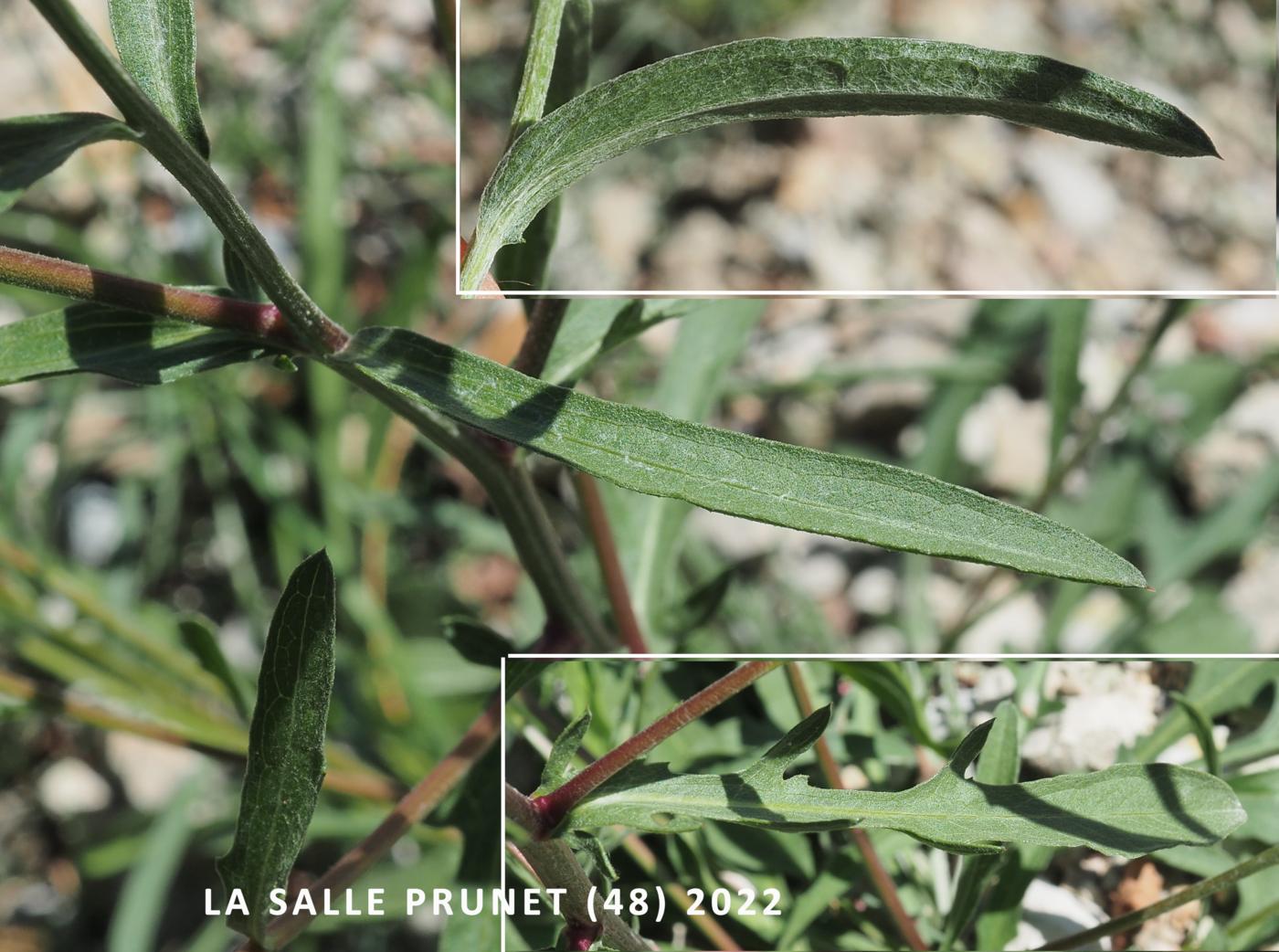 Knapweed of Timbalii leaf